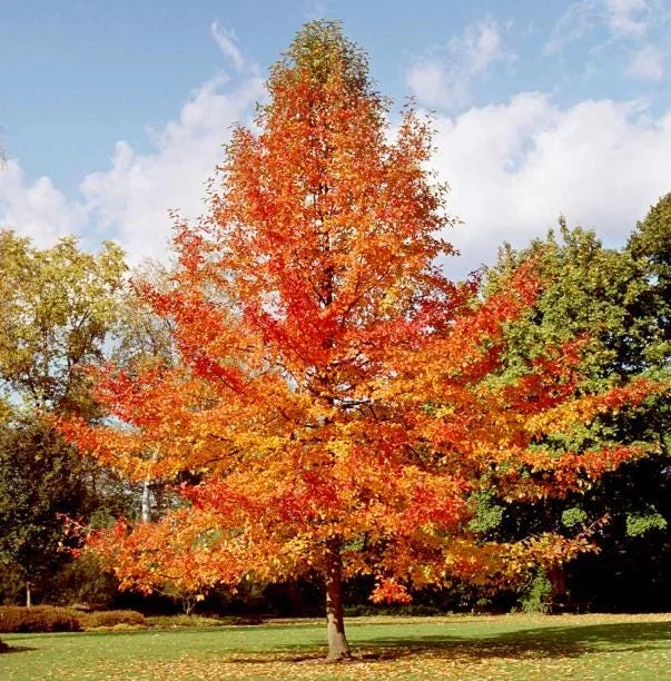 Black Gum Tree Bare Roots - 5 Pack, 1-2ft Tall Native Tree Seedlings Black Gum Tree Bare Roots - 5 Pack, 1-2ft Tall Native Tree Seedlings - Image 5