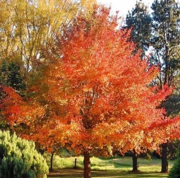 Black Gum Tree Bare Roots - 5 Pack, 1-2ft Tall Native Tree Seedlings Black Gum Tree Bare Roots - 5 Pack, 1-2ft Tall Native Tree Seedlings - Image 6