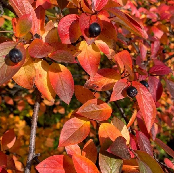 Black Gum Tree Bare Roots - 5 Pack, 1-2ft Tall Native Tree Seedlings Black Gum Tree Bare Roots - 5 Pack, 1-2ft Tall Native Tree Seedlings - Image 7