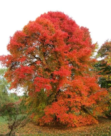 Black Gum Tree Bare Roots - 5 Pack, 1-2ft Tall Native Tree Seedlings Black Gum Tree Bare Roots - 5 Pack, 1-2ft Tall Native Tree Seedlings - Image 1