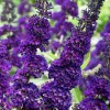 Black Knight Buddleia Live Plant, Dark Purple Butterfly Bush, 4-8 Inch Tall Shrub - Image 1