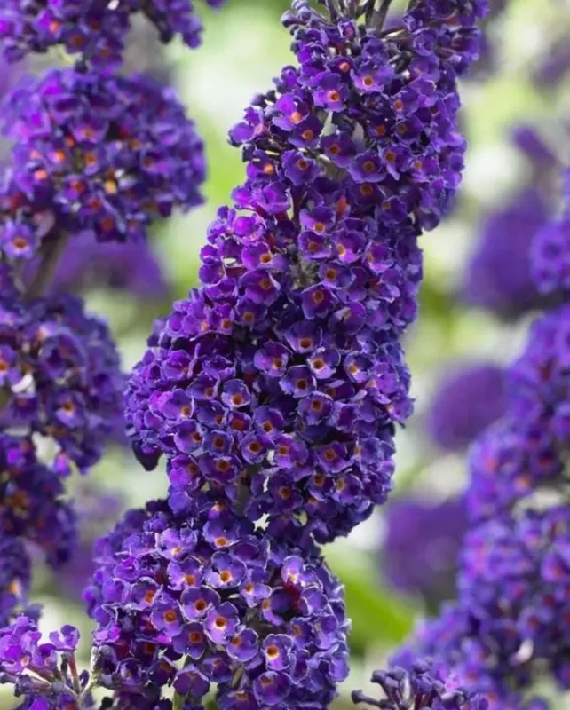 Black Knight Buddleia Live Plant – Fragrant Butterfly Bush 4-6 Inch Tall Black Knight Buddleia Live Plant – Fragrant Butterfly Bush 4-6 Inch Tall - Image 4