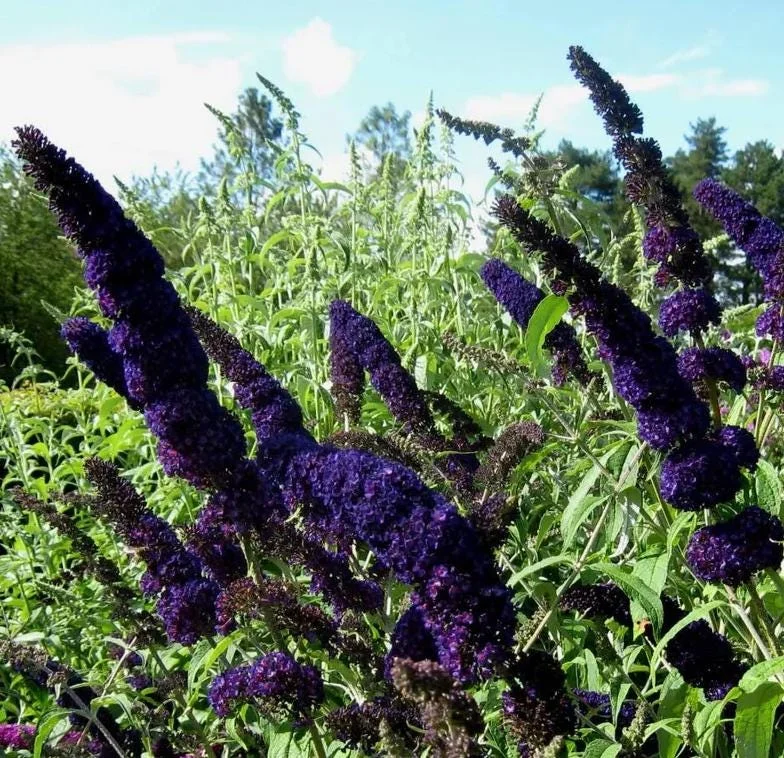 Black Knight Buddleia Live Plant – Fragrant Butterfly Bush 4-6 Inch Tall Black Knight Buddleia Live Plant – Fragrant Butterfly Bush 4-6 Inch Tall - Image 5