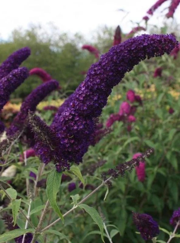 Black Knight Buddleia Live Plant – Fragrant Butterfly Bush 4-6 Inch Tall Black Knight Buddleia Live Plant – Fragrant Butterfly Bush 4-6 Inch Tall - Image 7