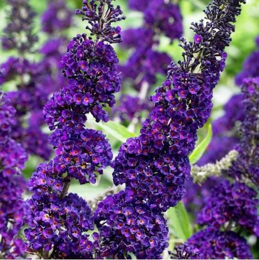 Black Knight Buddleia Live Plant – Fragrant Butterfly Bush 4-6 Inch Tall Black Knight Buddleia Live Plant – Fragrant Butterfly Bush 4-6 Inch Tall - Image 1