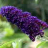 Black Knight Butterfly Bush Live Plant – Buddleja Shrub – 4-7 Inch – Outdoor Garden Plant - Image 1