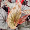 Black Magic Angel Wing Begonia Live Plant - 2 Inch Starter Pot, Rare Indoor - Image 1