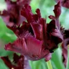 Black Parrot Tulip Bulbs - 10 Count - Unique Deep Purple Fringed Flowers - Image 1