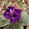 Black Pearl African Violet Live Plant – Starter in 4 Inch Pot – Indoor Houseplant - Image 1