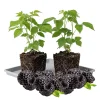 Black Raspberry Live Plant - 6-12 Inch Bare Root Cane, Outdoor Edible Berry Black Raspberry Live Plant - 6-12 Inch Bare Root Cane, Outdoor Edible Berry - Image 1