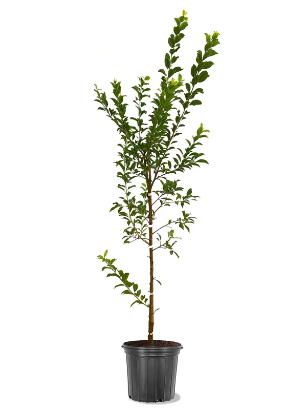 Black Ruby Plum Tree – Semi-Dwarf Live Plant – Red Plum Fruit Tree – 3-4 Ft Tall – 5-Gallon - Image 2