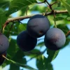 Black Ruby Plum Tree – Semi-Dwarf Live Plant – Red Plum Fruit Tree – 3-4 Ft Tall – 5-Gallon - Image 1