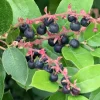 Black Salal Berry Live Plant - 4-7 inch Tall - Evergreen Shrub for Shade Black Salal Berry Live Plant - 4-7 inch Tall - Evergreen Shrub for Shade - Image 1