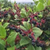 Black Salal Live Plant – Gaultheria shallon – 4-7 Inch Tall in 4 Inch Pot – Evergreen Shrub - Image 1