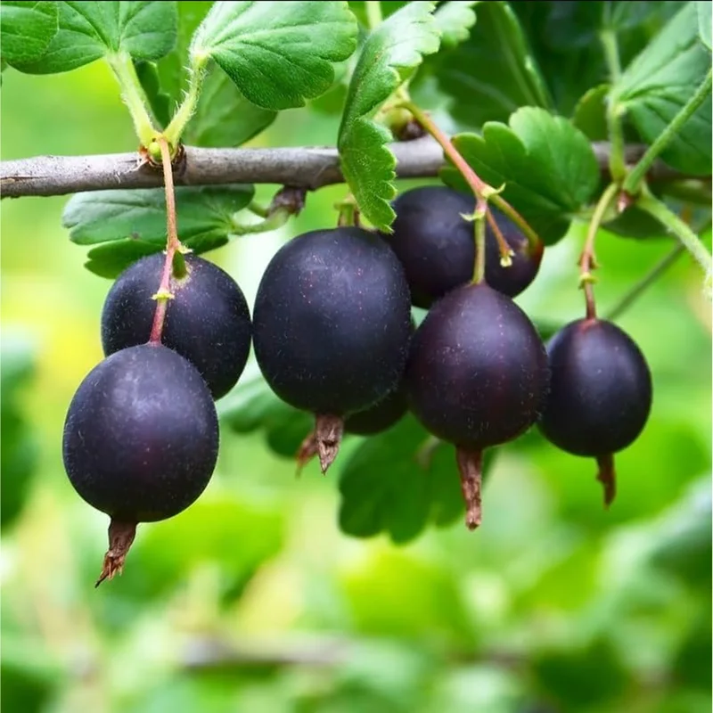 Black Velvet Gooseberry Live Rooted Plant 5-10 Inch Tall - Berry Bush - Image 2