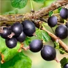 Black Velvet Gooseberry Live Rooted Plant 5-10 Inch Tall - Berry Bush - Image 1