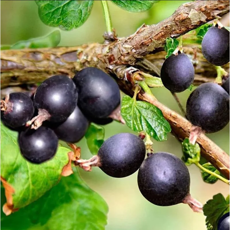 Black Velvet Gooseberry Live Rooted Plant 5-10 Inch Tall - Berry Bush - Image 1