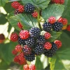 Blackberry Bush Live Plant for Outdoor Garden - Sweet Fruit, 4 inch Pot - Image 1