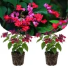 Bleeding Heart Trinh-Gừng-W6 Live Plant - Flowering Vine for Garden Planting - Image 1