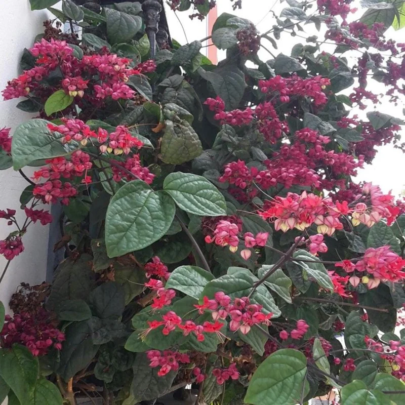 Bleeding Heart Vine Plant – Clerodendrum – Live Starter Plant – 4-6 Inch Tall Bleeding Heart Vine Plant – Clerodendrum – Live Starter Plant – 4-6 Inch Tall - Image 2