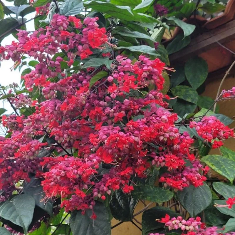 Bleeding Heart Vine Plant – Clerodendrum – Live Starter Plant – 4-6 Inch Tall Bleeding Heart Vine Plant – Clerodendrum – Live Starter Plant – 4-6 Inch Tall - Image 3