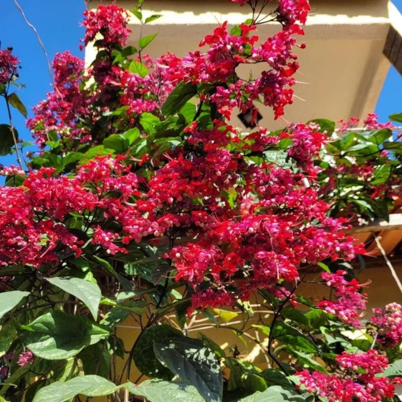 Bleeding Heart Vine Plant – Clerodendrum – Live Starter Plant – 4-6 Inch Tall Bleeding Heart Vine Plant – Clerodendrum – Live Starter Plant – 4-6 Inch Tall - Image 4