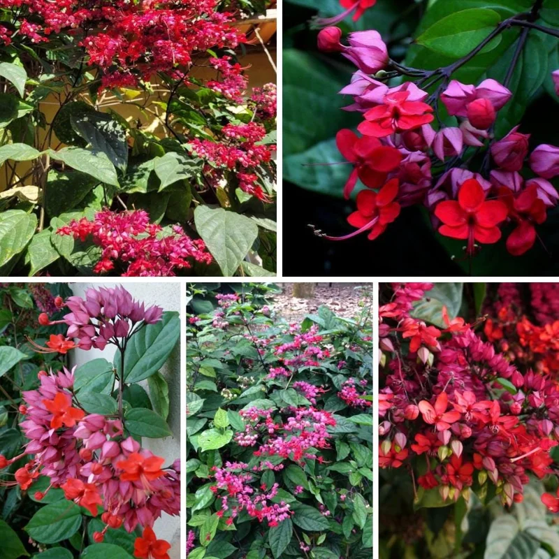 Bleeding Heart Vine Plant – Clerodendrum – Live Starter Plant – 4-6 Inch Tall Bleeding Heart Vine Plant – Clerodendrum – Live Starter Plant – 4-6 Inch Tall - Image 5