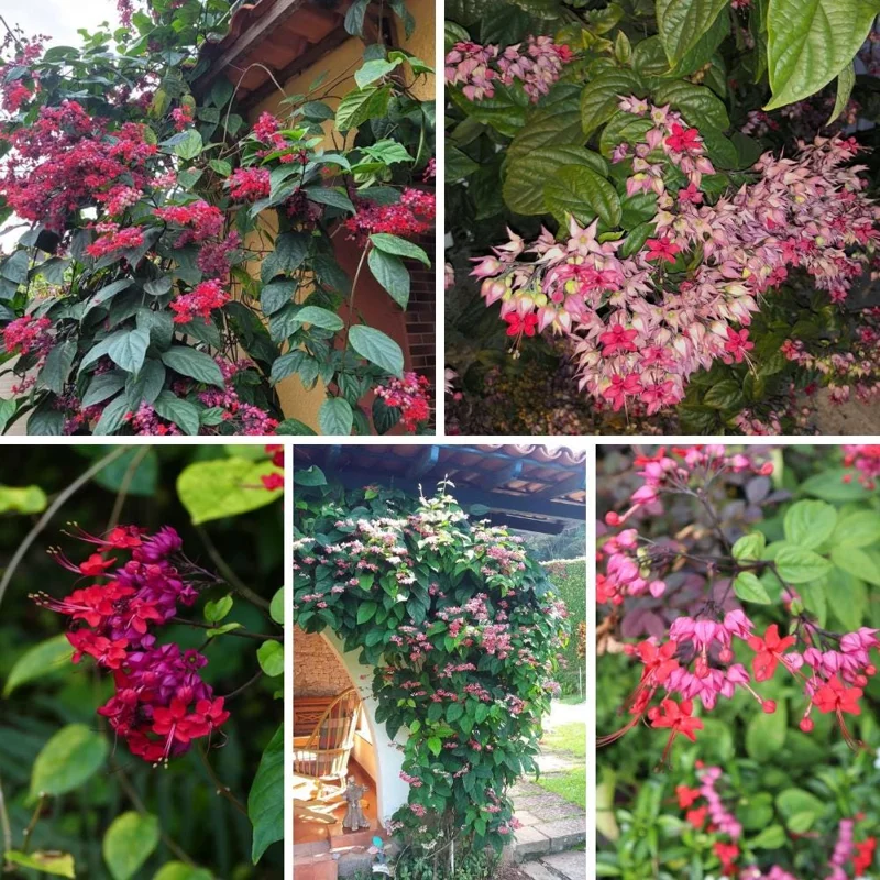 Bleeding Heart Vine Plant – Clerodendrum – Live Starter Plant – 4-6 Inch Tall Bleeding Heart Vine Plant – Clerodendrum – Live Starter Plant – 4-6 Inch Tall - Image 6