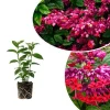 Bleeding Heart Vine Plant – Clerodendrum – Live Starter Plant – 4-6 Inch Tall Bleeding Heart Vine Plant – Clerodendrum – Live Starter Plant – 4-6 Inch Tall - Image 1