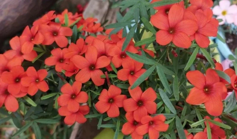 Blood Oxalis Live Plant – Ornamental Perennial – 4 Inch Pot – Indoor/Outdoor Blood Oxalis Live Plant – Ornamental Perennial – 4 Inch Pot – Indoor/Outdoor - Image 2