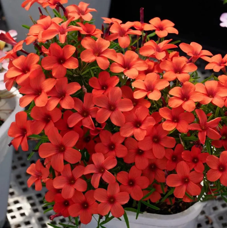 Blood Oxalis Live Plant – Ornamental Perennial – 4 Inch Pot – Indoor/Outdoor Blood Oxalis Live Plant – Ornamental Perennial – 4 Inch Pot – Indoor/Outdoor - Image 3