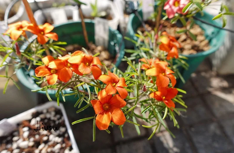 Blood Oxalis Live Plant – Ornamental Perennial – 4 Inch Pot – Indoor/Outdoor Blood Oxalis Live Plant – Ornamental Perennial – 4 Inch Pot – Indoor/Outdoor - Image 4