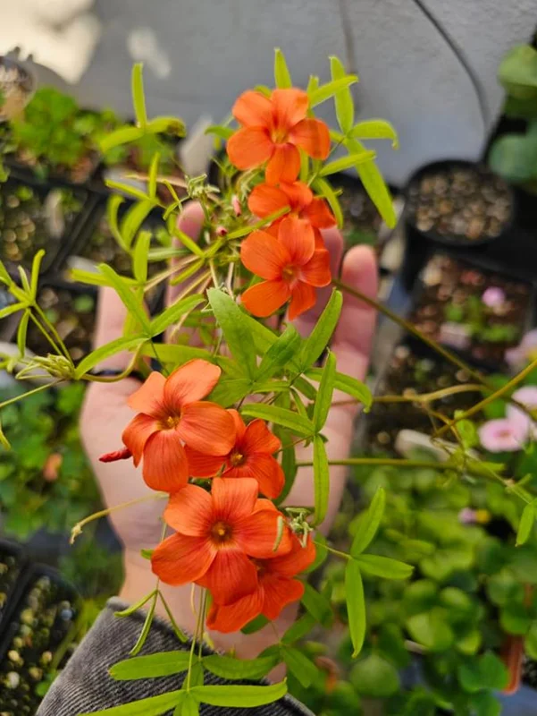 Blood Oxalis Live Plant – Ornamental Perennial – 4 Inch Pot – Indoor/Outdoor Blood Oxalis Live Plant – Ornamental Perennial – 4 Inch Pot – Indoor/Outdoor - Image 1