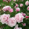 Blossom Time Rose Live Plant - Climbing Hybrid Tea Rose Bush 4-6 Inch Tall - Fragrant Pink Blooms Blossom Time Rose Live Plant - Climbing Hybrid Tea Rose Bush 4-6 Inch Tall - Fragrant Pink Blooms - Image 1