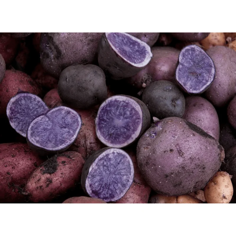 Blue Adirondack Seed Potatoes - 2 Lbs Purple Potato Tubers for Planting Blue Adirondack Seed Potatoes - 2 Lbs Purple Potato Tubers for Planting - Image 3