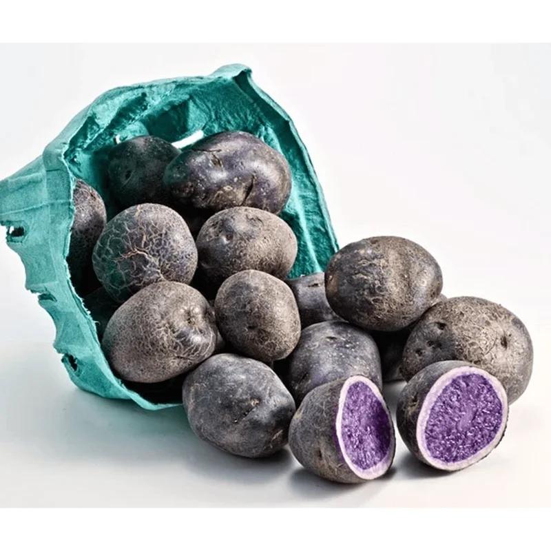 Blue Adirondack Seed Potatoes - 2 Lbs Purple Potato Tubers for Planting Blue Adirondack Seed Potatoes - 2 Lbs Purple Potato Tubers for Planting - Image 4