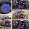 Blue Adirondack Seed Potatoes - 2 Lbs Purple Potato Tubers for Planting - Image 1