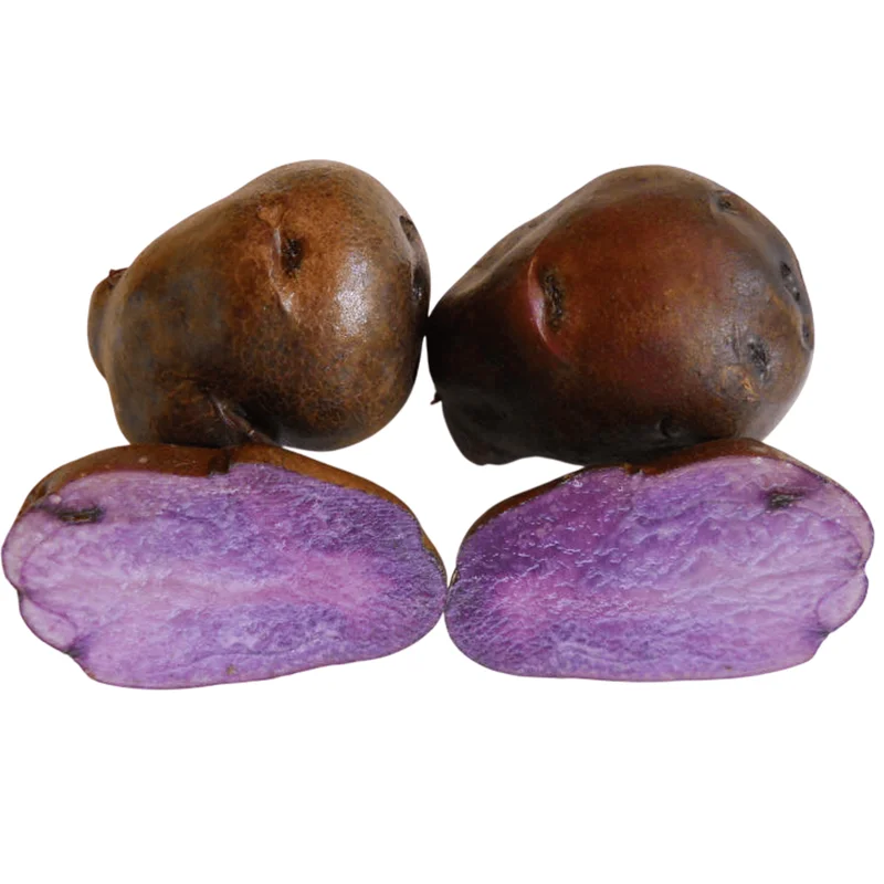 Blue Adirondack Seed Potatoes - 2 Lbs Purple Potato Tubers for Planting Blue Adirondack Seed Potatoes - 2 Lbs Purple Potato Tubers for Planting - Image 6