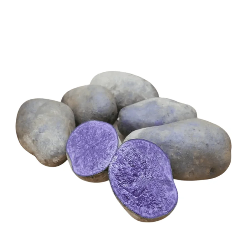 Blue Adirondack Seed Potatoes - 2 Lbs Purple Potato Tubers for Planting Blue Adirondack Seed Potatoes - 2 Lbs Purple Potato Tubers for Planting - Image 7
