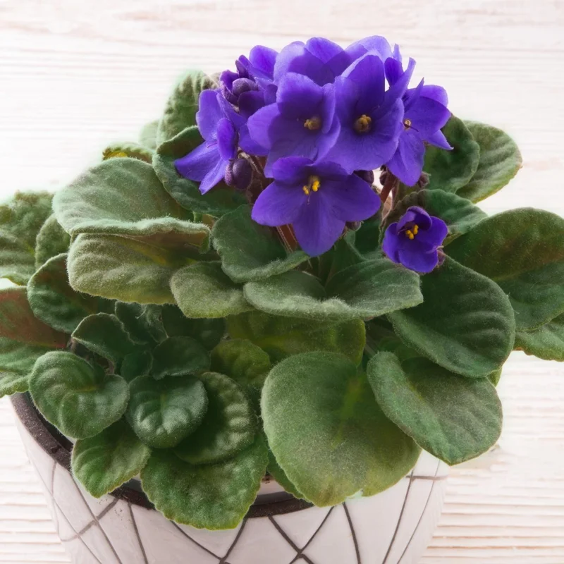 Blue African Violet Live Plant - 4 Inch Pot, Blooming Indoor Houseplant Blue African Violet Live Plant - 4 Inch Pot, Blooming Indoor Houseplant - Image 2