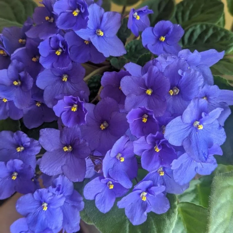 Blue African Violet Live Plant - 4 Inch Pot, Blooming Indoor Houseplant Blue African Violet Live Plant - 4 Inch Pot, Blooming Indoor Houseplant - Image 3