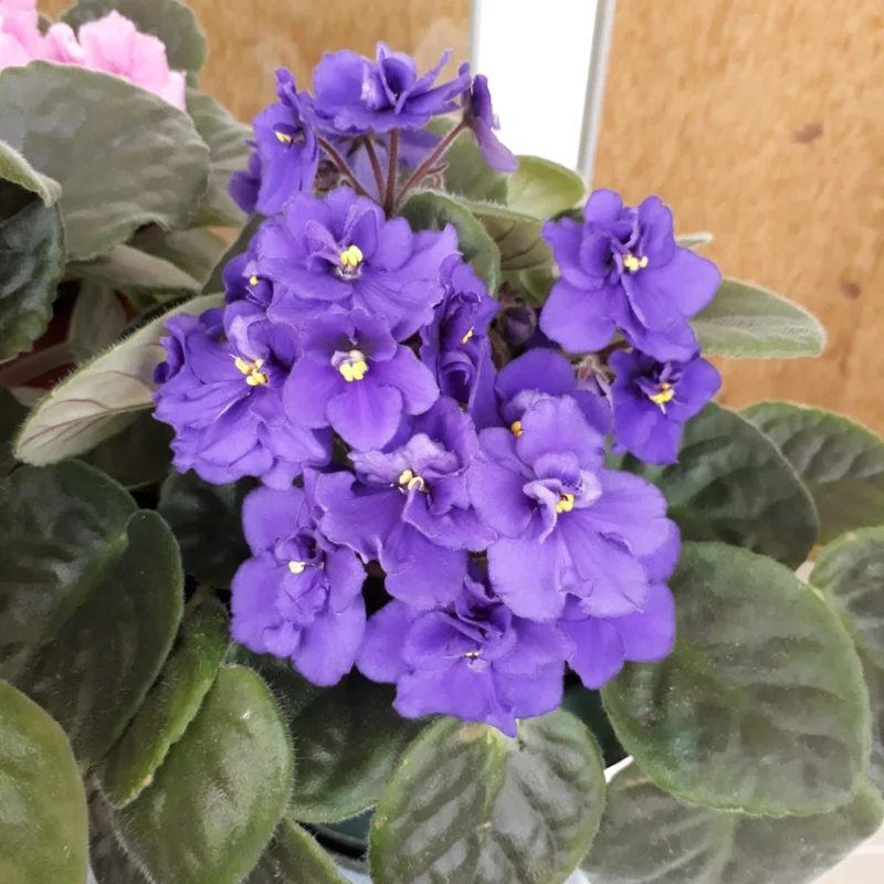 Blue African Violet Live Plant - 4 Inch Pot, Blooming Indoor Houseplant Blue African Violet Live Plant - 4 Inch Pot, Blooming Indoor Houseplant - Image 4