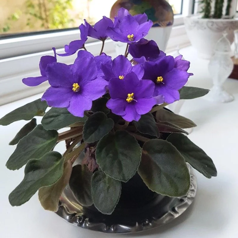 Blue African Violet Live Plant - 4 Inch Pot, Blooming Indoor Houseplant Blue African Violet Live Plant - 4 Inch Pot, Blooming Indoor Houseplant - Image 5
