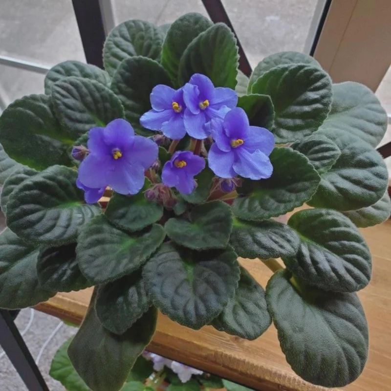 Blue African Violet Live Plant - 4 Inch Pot, Blooming Indoor Houseplant Blue African Violet Live Plant - 4 Inch Pot, Blooming Indoor Houseplant - Image 6