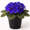 Blue African Violet Live Plant - 4 Inch Pot, Blooming Indoor Houseplant - Image 1