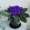 Blue African Violet Live Plant – Flowering Houseplant – 4-6 Inches Tall – Indoor Blue African Violet Live Plant – Flowering Houseplant – 4-6 Inches Tall – Indoor - Image 1
