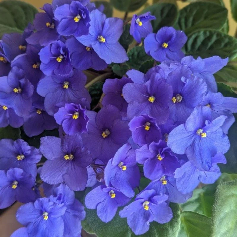 Blue African Violet Live Plant – Flowering Houseplant – 4-6 Inches Tall – Indoor Blue African Violet Live Plant – Flowering Houseplant – 4-6 Inches Tall – Indoor - Image 2