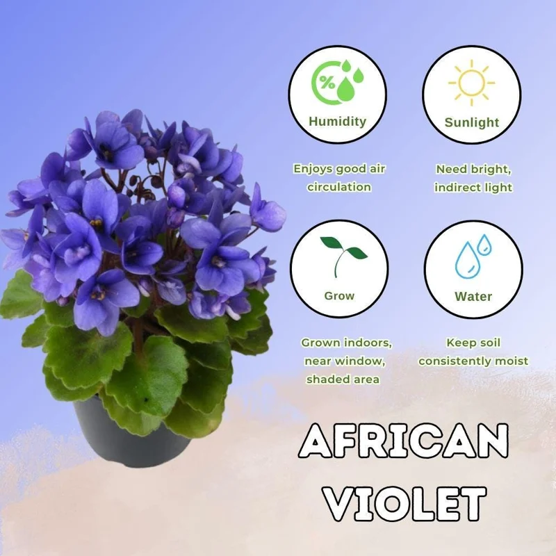 Blue African Violet Live Plant – Flowering Houseplant – 4-6 Inches Tall – Indoor Blue African Violet Live Plant – Flowering Houseplant – 4-6 Inches Tall – Indoor - Image 3