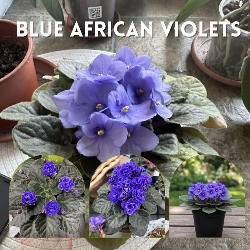 Blue African Violet Live Plant – Flowering Houseplant – 4-6 Inches Tall – Indoor Blue African Violet Live Plant – Flowering Houseplant – 4-6 Inches Tall – Indoor - Image 4