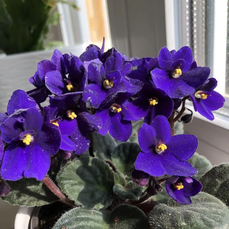 Blue African Violet Live Plant – Flowering Houseplant – 4-6 Inches Tall – Indoor Blue African Violet Live Plant – Flowering Houseplant – 4-6 Inches Tall – Indoor - Image 5